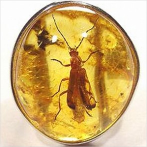 Выставка доисторических насекомых в янтаре открыта в Краснодаре